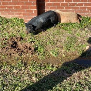 Meet your Posher, Thomas